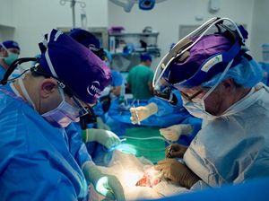 Obsesi Ilmuwan Cangkok Organ Babi untuk Penuhi Kebutuhan Donor Organ Manusia