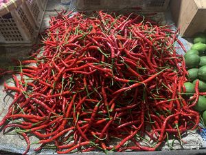 Naik Lagi, Harga Cabai Merah di Pusat Pasar Medan Tembus Rp 50 Ribu/Kg Naik Lagi, Harga Cabai Merah di Pusat Pasar Medan Tembus Rp 50 Ribu/Kg