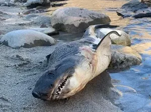 Warga Panik Ada Ikan Hiu Terdampar 804 KM dari Laut Warga Panik Ada Ikan Hiu Terdampar 804 KM dari Laut