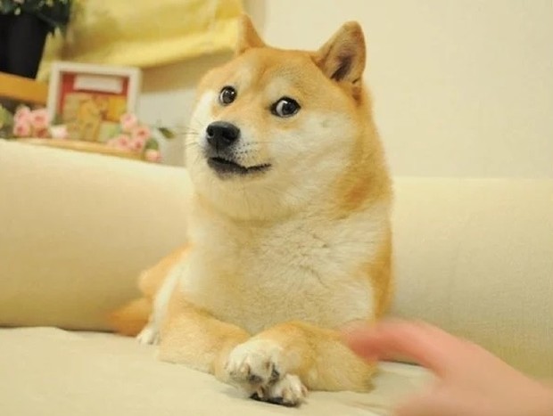 Kabosu alias Doge Adalah 