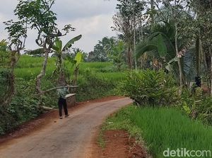 Kawanan Monyet Serbu Perkebunan Bikin Warga Ciamis Resah Kawanan Monyet Serbu Perkebunan Bikin Warga Ciamis Resah