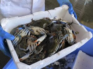 Kepiting Biru Invasi Perairan Italia, Mengancam Industri Kerang Kepiting Biru Invasi Perairan Italia, Mengancam Industri Kerang