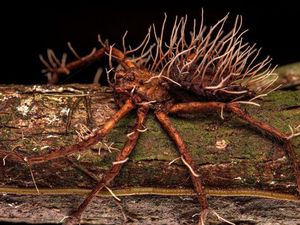 Ngeri! Penampakan Jamur Zombie yang Menginfeksi Laba-laba bak The Last of Us Ngeri! Penampakan Jamur Zombie yang Menginfeksi Laba-laba bak The Last of Us