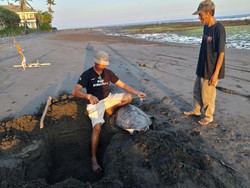 Kasihan, Penyu Hijau Berusia 30 Tahun Mati dengan Sirip Terikat