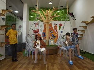 Intip Keseruan Kafe Kucing Pertama di Gaza, Oase di Tanah Konflik