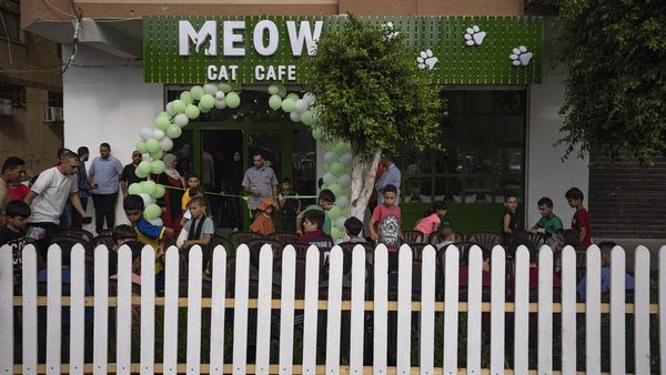 Potret Kafe Kucing Pertama di Jalur Gaza, Bantu Warga Melepas Penat
