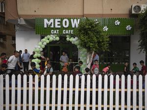 Potret Kafe Kucing Pertama di Jalur Gaza, Bantu Warga Melepas Penat