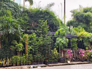 Fakta-fakta Tanaman Hias Penangkal Polusi, Kerap Dianggap Air Purifier Alami