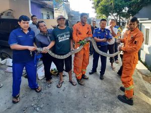 Geger Warga Cimahi Temukan Ular Sanca 3 Meter di Saluran Air Rumahnya
