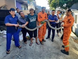 Geger Warga Cimahi Temukan Ular Sanca 3 Meter di Saluran Air Rumahnya