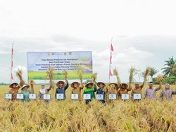 BI Sumut: Produksi Gabah Kering Meningkat