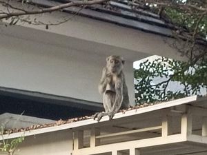 Momen Petugas Damkar Surabaya Dikerjain Monyet yang Tak Mempan Dibius Momen Petugas Damkar Surabaya Dikerjain Monyet yang Tak Mempan Dibius