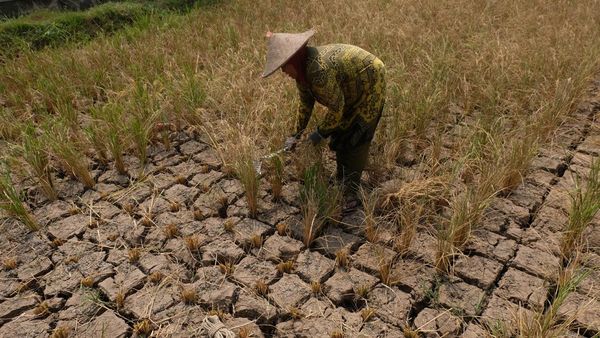 Gagal Panen, Sawah Petani di Magelang Kering Kerontang
