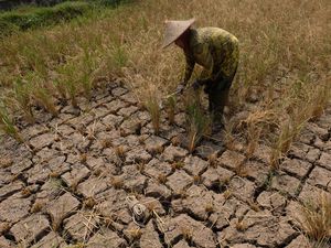 Gagal Panen, Sawah Petani di Magelang Kering Kerontang