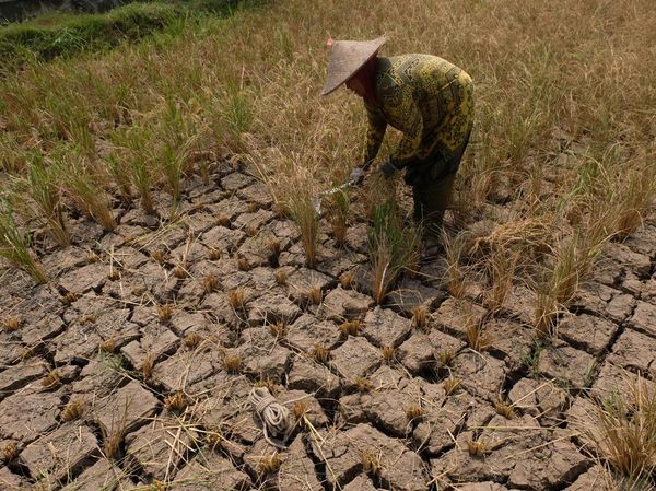 Gagal Panen, Sawah Petani di Magelang Kering Kerontang