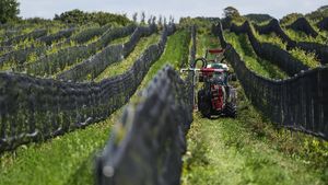Geliat Industri Anggur di Swedia saat Dunia Kian Memanas