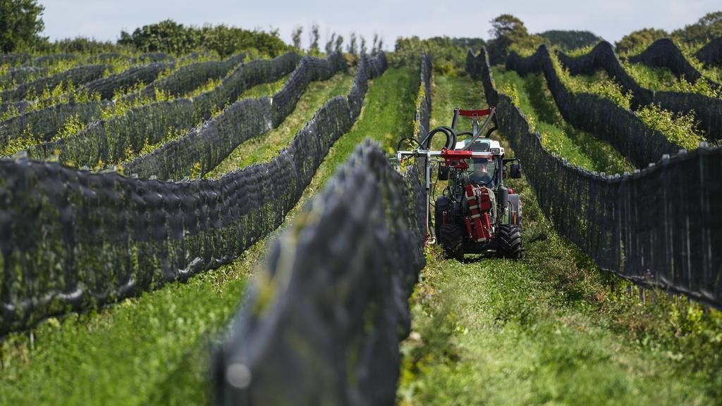 Geliat Industri Anggur di Swedia saat Dunia Kian Memanas Geliat Industri Anggur di Swedia saat Dunia Kian Memanas