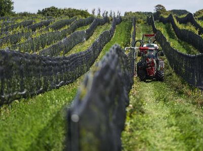 Geliat Industri Anggur di Swedia saat Dunia Kian Memanas