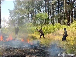 3 Titik Hutan Kawasan TNBTS Terbakar Berhasil Dipadamkan, 2 Masih Menyala