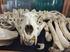 Balada Si Abah Macan Raja Gunung Sawal Ciamis yang Tinggal Tulang Balada Si Abah Macan Raja Gunung Sawal Ciamis yang Tinggal Tulang