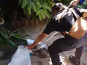 Ngeri! King Kobra Bersarang di Pekarangan Rumah Warga Gianyar Ngeri! King Kobra Bersarang di Pekarangan Rumah Warga Gianyar