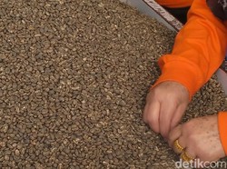 Melihat Geliat Bisnis Kopi Gayo yang Diekspor ke 15 Negara