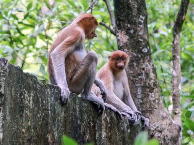Melihat Lebih Dekat Bekantan di Kawasan Konservasi Tarakan