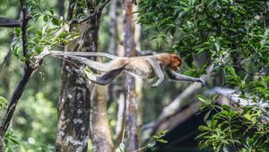 Aksi Bekantan di Kawasan Konservasi Tarakan