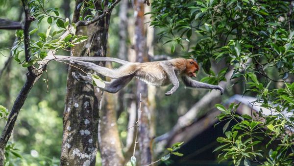Aksi Bekantan di Kawasan Konservasi Tarakan
