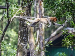 Hewan-hewan Primata Penduduk Asli Tanah Borneo