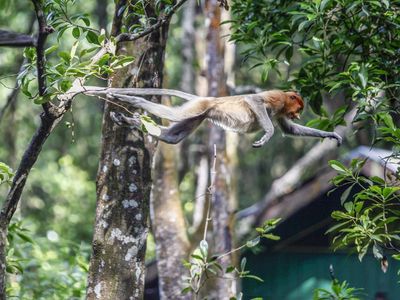 Aksi Bekantan di Kawasan Konservasi Tarakan