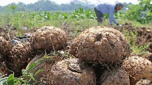 Porang Indonesia Tembus Pasar Asia hingga Eropa