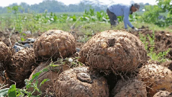 Porang Indonesia Tembus Pasar Asia hingga Eropa