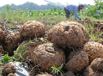 Porang Indonesia Tembus Pasar Asia hingga Eropa