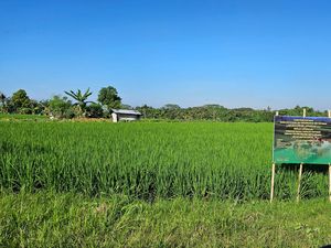 Hadapi El Nino, 400 Hektare Sawah di Gianyar Digelontor Bibit Gratis Hadapi El Nino, 400 Hektare Sawah di Gianyar Digelontor Bibit Gratis