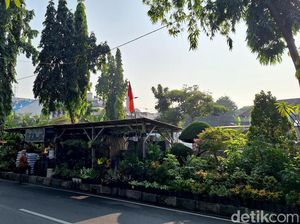 Daftar 10 Tanaman Hias Penyaring Polusi, Cocok untuk di Dalam Ruangan