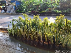 Bisa Jadi Air Purifier Alami, Tanaman Lidah Mertua Mendadak Banyak Dicari?