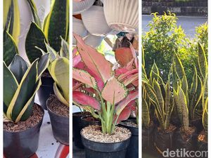 Deretan Tanaman Hias Penangkal Polusi, Diyakini Air Purifier Alami Deretan Tanaman Hias Penangkal Polusi, Diyakini Air Purifier Alami