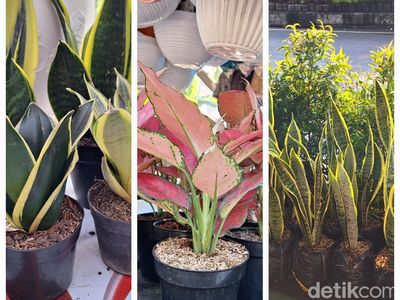 Deretan Tanaman Hias Penangkal Polusi, Diyakini Air Purifier Alami