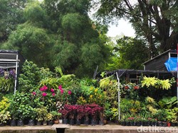 Seberapa Ampuh Tanaman Hias Enyahkan Polusi Udara? Begini Hasil Studinya