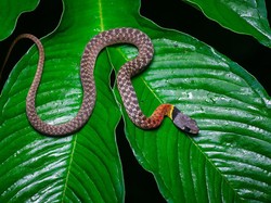 Ular Picung, Si Kecil Cantik Nan Berbahaya dari Indonesia