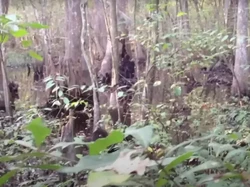 Heboh Video Diduga Bigfoot di Hutan, Makhluk Misterius Mirip Kera Raksasa