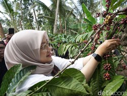 Pemkab Banyuwangi Daftarkan Paten Indikasi Geografis Kopi Robusta