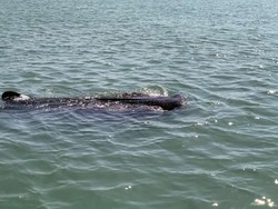 Hiu Tutul Sepanjang 8 Meter Muncul di Perairan Paciran Lamongan