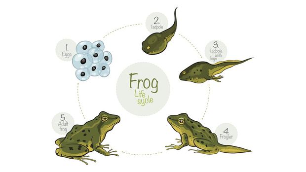 ilustrasi daur hidup katak