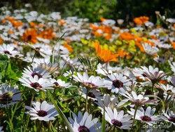 5 Tips Menata Tanaman Bunga di Teras Agar Lebih Estetik