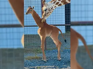 Jerapah Lahir Tanpa Corak, Diklaim Satu-satunya di Dunia Jerapah Lahir Tanpa Corak, Diklaim Satu-satunya di Dunia