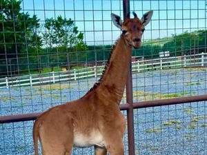 Anak Jerapah yang Warnanya Tak Biasa