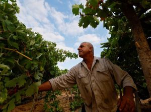 Petani Teriak! Harga Anggur di Australia Anjlok Petani Teriak! Harga Anggur di Australia Anjlok