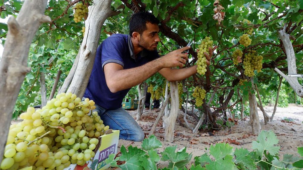 Pilu Petani Anggur di Gaza Terkendala Gelombang Panas Pilu Petani Anggur di Gaza Terkendala Gelombang Panas